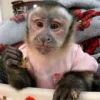 Capuchin Monkey Pet for adoption