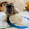 baby capuchin monkey up for adoption