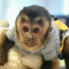 capuchin monkey for sale