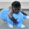 monkey for sale