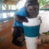 pet monkey for adoption